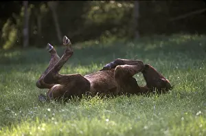Enjoyment: Foal of French trotter rolling in the grass France