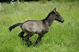 Gallop: Foal Galloping through Pasture