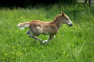 Gallop: Foal Galloping through Pasture
