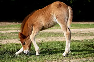 Phytophages: Foal grazing in a meadow
