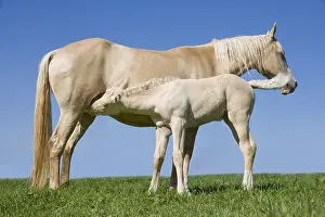 Suck: Foal Hispano-Arab horse sucking his mother at the park