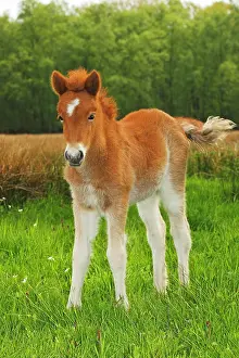 Filly: Foal, Icelandic horse, (Equus przewalskii f. caballus)