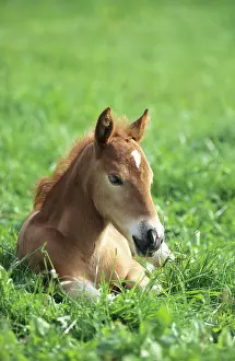 Filly: Foal, Lewitzer horse, lying on a summerly paddock