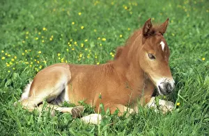 Paddock: Foal, Lewitzer horse, lying on a summerly paddock