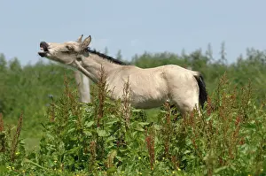 Foals: Foal making a flehmen in a meadow