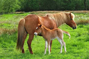 Filly: Foal and mare, Icelandic Horse or Icelandic Pony