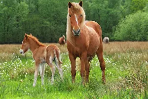 Filly: Foal and mare, Icelandic Horse or Icelandic Pony