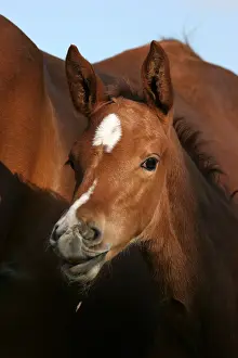 Champagne: Foal and mare in Marne France