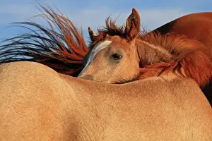 Saddle: Foal against the back her mother in Auvergne - France