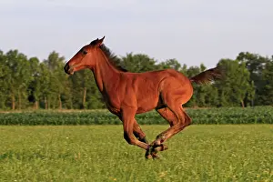 Crossbreed: Foal Saddle French and Dutch in warm-blooded France