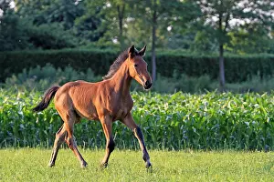 Crossbreed: Foal Saddle French and Dutch in warm-blooded France