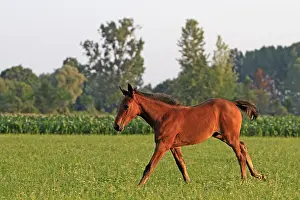 Crossbreed: Foal Saddle French and Dutch in warm-blooded France