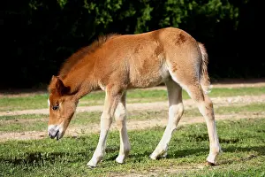 Phytophages: Foal searching food in a meadow