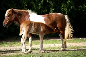 Suck: Foal sucking its mother in a meadow