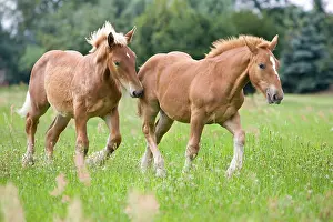 Dray: Foals Comtois drought in meadow at Ensisheim Haut-Rhin
