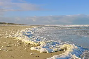 Foam: Foam of algae at the water edge of the North Sea