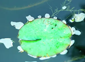 Waterlilies: Foam forms on pond surface