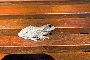Foam: Foam Nest Frog