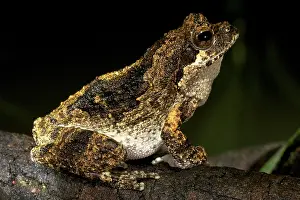 Foam Nest Frog - adult male by a pond