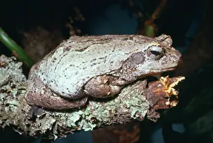 Petersi: Foam-nest / Grey Treefrog