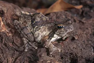 Foam: Foam-nest Tree Frog
