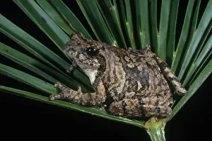 Foam: Foam-nest Tree Frog
