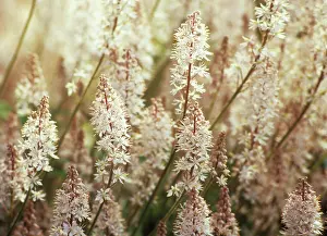 Plume: Foamflower