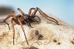 Cobweb: Focus Stacking, Common stone slab spider (Drassodes