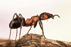 Rufa: Focus Stacking, Red Wood Ant (Formica rufa), England