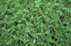 Vetch: Fodder Vetch (Vicia sp.)