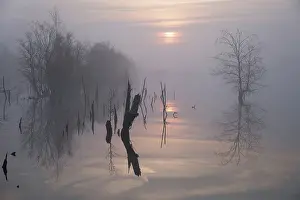 Bogland: Fog endowed sunrise over a bog lake, The Netherlands