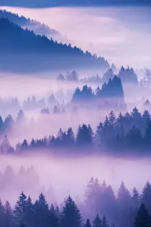 Transportation: Fog and forest in Obercgeri in the canton of Zug