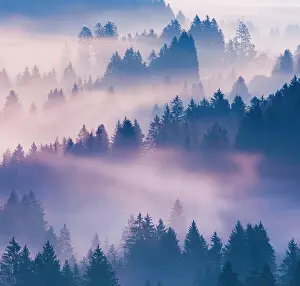 Transportation: Fog and forest in Obercgeri in the canton of Zug