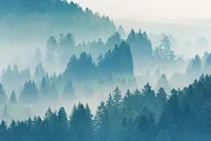 Transportation: Fog and forest in Obercgeri in the canton of Zug