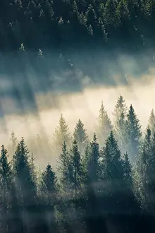 Transportation: Fog and forest in Obercgeri in the canton of Zug