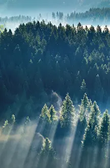 Transportation: Fog and forest in Obercgeri in the canton of Zug