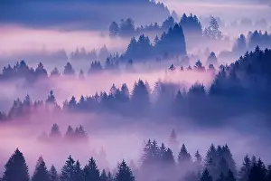 Transportation: Fog and forest in Obercgeri in the canton of Zug