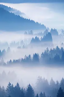 Transportation: Fog and forest in Obercgeri in the canton of Zug