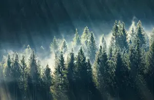 Transportation: Fog and forest in Obercgeri in the canton of Zug