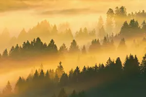 Transportation: Fog and forest in Obercgeri in the canton of Zug