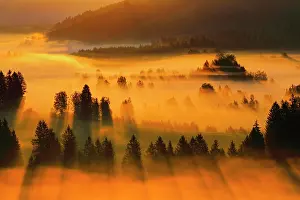 Graphic: Fog and forest at the Rothenthurm high moor, Canton