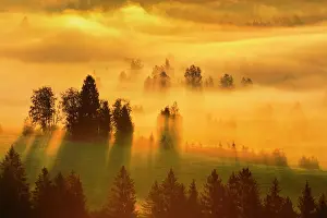 Graphic: Fog and forest at the Rothenthurm high moor, Canton
