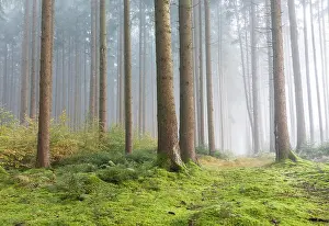 Absence: Fog in the forest, Unterallg&, x4d60;District, Bavaria