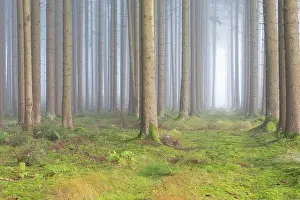 Absence: Fog in the forest, Unterallg&, x4d60;District, Bavaria