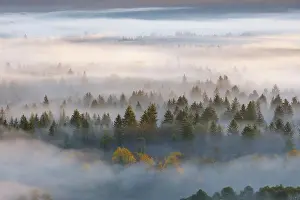 Floodplain: Fog in the Pupplinger Au at sunrise, Nature Reserve