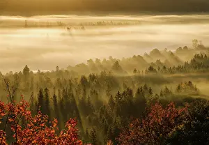 Floodplain: Fog in the Pupplinger Au at sunrise, Nature Reserve