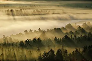Floodplain: Fog in the Pupplinger Au at sunrise, Nature Reserve