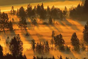 Graphic: Fog and trees at the Rothenthurm high moor, Canton