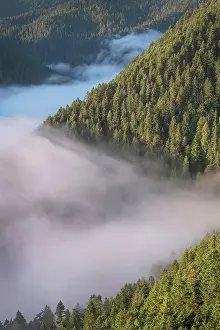 Olympic: Fog in valley and slopes of Olympic Mountains. Olympic