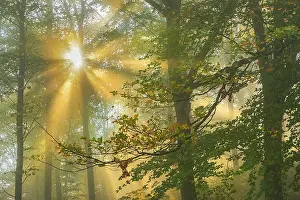 Schwaebische: Foggy autumn forest - first sunrays breaking through